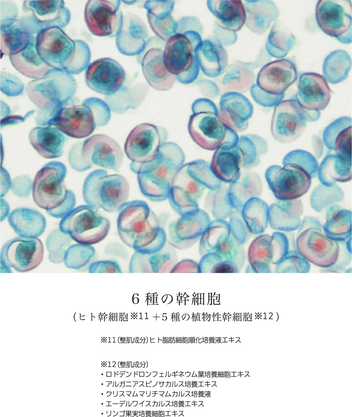 6種の幹細胞